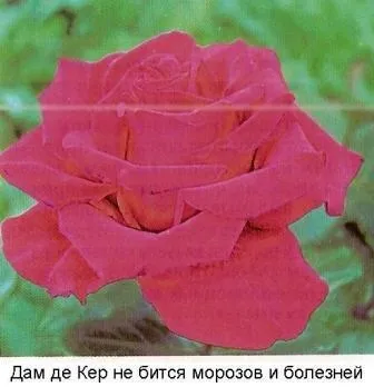 Купівля троянд для посадки - сади сибіру (в контейнерах) Купівля троянд для посадки - сади сибіру