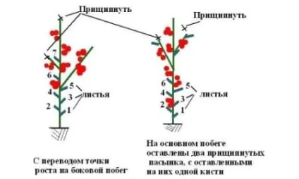 Чому сохнуть листя у томатів