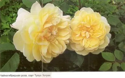 Купівля троянд для посадки - сади сибіру (якість) Купівля троянд для посадки - сади сибіру