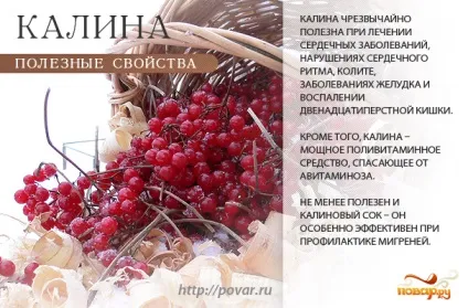 Користь калини - чим корисна калина для здорового організму (організму) Користь калини - чим корисна калина для здорового організму