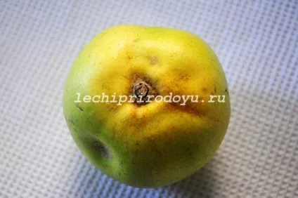 Корисні властивості айви для організму, цілюща сила рослин (айви) Корисні властивості айви для організму, цілюща сила рослин