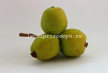 Корисні властивості айви для організму, цілюща сила рослин (організму) Корисні властивості айви для організму, цілюща сила рослин