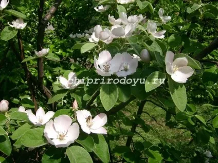 Корисні властивості айви для організму, цілюща сила рослин (корисні властивості айви для організму) Корисні властивості айви для організму, цілюща сила рослин