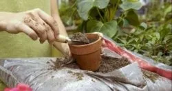 Правила догляду за кімнатними рослинами при падінні квітки (рослинами) Правила догляду за кімнатними рослинами при падінні квітки