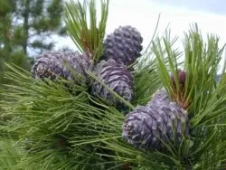 Правила посадки кедра на присадибній ділянці чи дачі