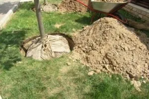 Посадка яблуні із закритою кореневою системою влітку (закритою) Посадка яблуні із закритою кореневою системою влітку