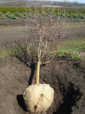 Посадка яблуні із закритою кореневою системою влітку (посадка) Посадка яблуні із закритою кореневою системою влітку