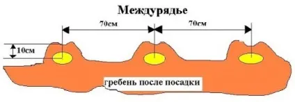 Посадка картоплі в гребені технологія, переваги методу, особливості догляду, відгуки дачників, (гребені) Посадка картоплі в гребені технологія, переваги методу, особливості догляду, відгуки дачників,