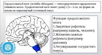 Продовгуватий мозок