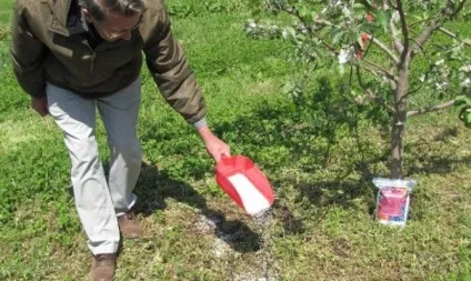 Посадка колонних яблунь - в чому їх родзинка відео (колонних) Посадка колонних яблунь - в чому їх родзинка відео
