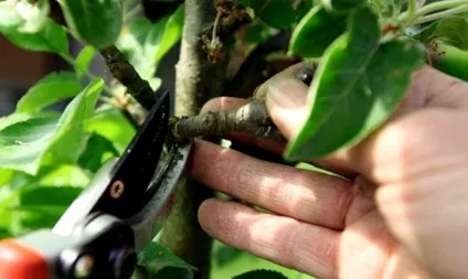 Посадка колонних яблунь - в чому їх родзинка відео (великими ділянками хотіли отримувати) Посадка колонних яблунь - в чому їх родзинка відео