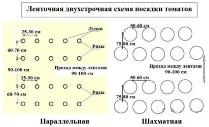 Посадка помідор в теплиці відстань між помідорами (схема, фото відео) (схема) Посадка помідор в теплиці відстань між помідорами (схема, фото відео)