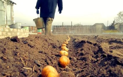 Посадка картоплі в гребені вручну відео (картоплі) Посадка картоплі в гребені вручну відео