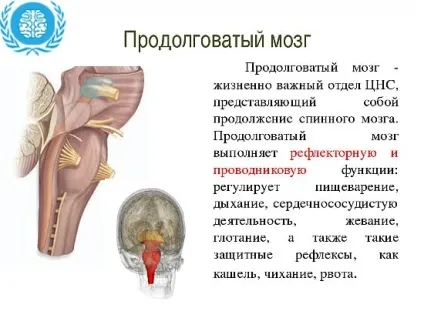 Продовгуватий мозок