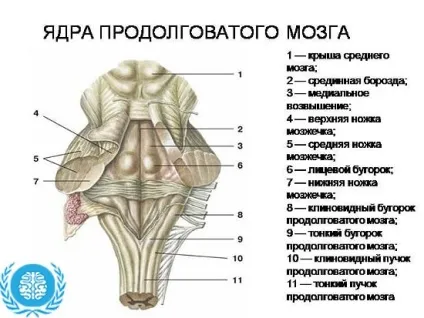 Продовгуватий мозок
