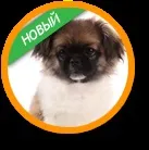 Програми навчання собак