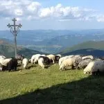 Розведення овець основи і правила - cельхозпортал (основи) Розведення овець основи і правила - cельхозпортал
