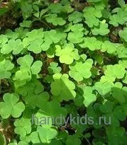 Розфарбування заєць (і заяча капуста) (заєць) Розфарбування заєць (і заяча капуста)