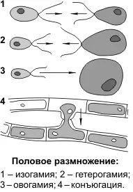 Розмноження організмів (розмноження) розмноження організмів