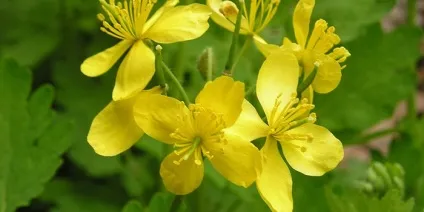 Псоріаз на ліктях - причини появи, симптоми на початковій стадії і лікування в домашніх умовах (стадії) Псоріаз на ліктях - причини появи, симптоми на початковій стадії і лікування в домашніх умовах