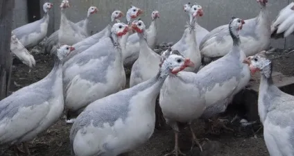 Розведення цесарок в домашніх умовах для початківців (відео)