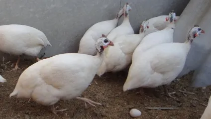 Розведення цесарок в домашніх умовах для початківців (відео)
