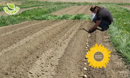 П'ять ефективних способів посадки картоплі (картоплі) П'ять ефективних способів посадки картоплі