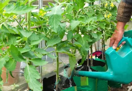 Розсада помідор погано росте що робити Ганічкіна пікіровка томатів з Октябрина, як пасинкувати в (погано) Розсада помідор погано росте що робити Ганічкіна пікіровка томатів з Октябрина, як пасинкувати в