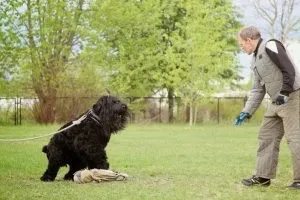український чорний тер'єр - фото, опис породи, відео, цуценята, «дай лапу» (фото) український чорний тер'єр - фото, опис породи, відео, цуценята, «дай лапу»