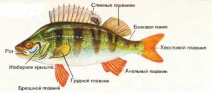 Риба - окунь річковий, опис, нерест, вага і довжина (опис) Риба - окунь річковий, опис, нерест, вага і довжина