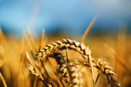українські продукти, яким, немає рівних в світі (продукти) українські продукти, яким, немає рівних у світі