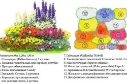 Садові квіти квітучі все літо (літо) Садові квіти квітучі все літо