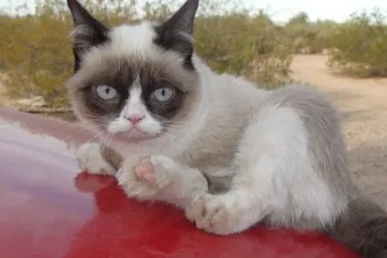 Самий сердитий кіт у світі - grumpycat, кішки, коти і кошенята - мишок немає!