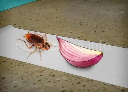 Сайт присвячений боротьбі з клопами (Встановіть пастку Помістіть) Сайт присвячений боротьбі з клопами