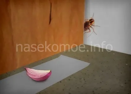 Сайт присвячений боротьбі з клопами (Встановіть пастку Помістіть) Сайт присвячений боротьбі з клопами