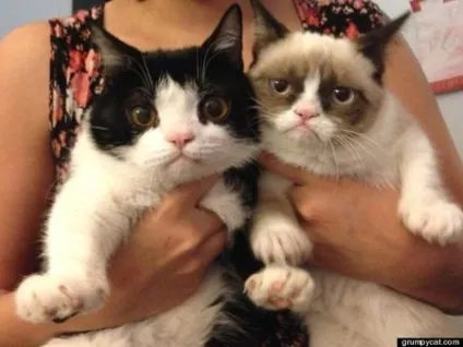 Самий сердитий кіт у світі - grumpycat, кішки, коти і кошенята - мишок немає!