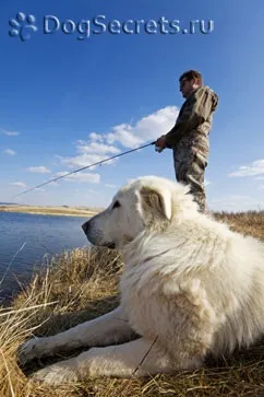 Собака для риболовлі найбільш підходящі породи (породи) Собака для риболовлі найбільш підходящі породи