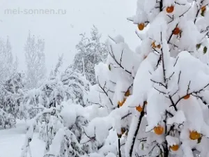 Казки складені дітьми, моє сонечко - інформаційний сайт для батьків (ікринки риб) Казки складені дітьми, моє сонечко - інформаційний сайт для батьків