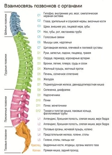Синтекс -правила ергономіки робочого місця