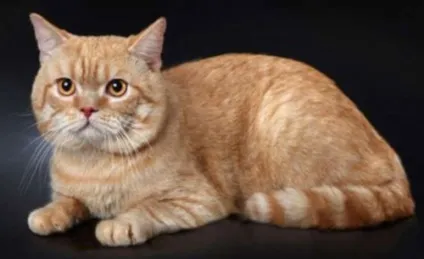 Шотландська короткошерста кішка