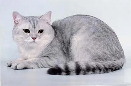 Шотландська короткошерста кішка