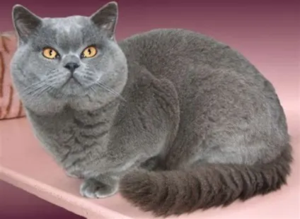 Шотландська короткошерста кішка