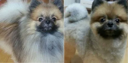 Врятуйте пса від спеки - підстрижіть його!