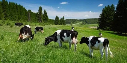 Сонник багато корів до чого сниться багато корів уві сні (сниться багато корів) Сонник багато корів до чого сниться багато корів уві сні