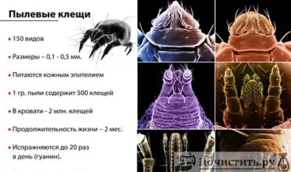 Способи позбавлення від пилових кліщів