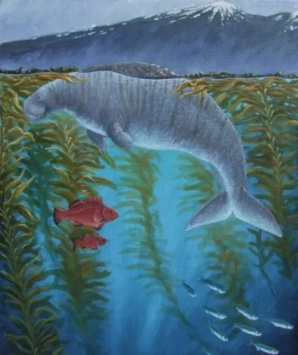 Морська корова - зниклий вид загону сирен (сирен) Морська корова - зниклий вид загону сирен
