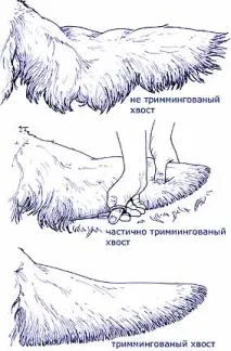 Тримінг Голден Ретрівера - Стрижка собак вовну