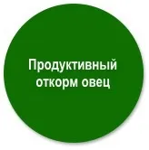 Стійлове утримання овець в кошарах, на майданчиках для відгодівлі або загонах (майданчиках) Стійлове утримання овець в кошарах, на майданчиках для відгодівлі або загонах