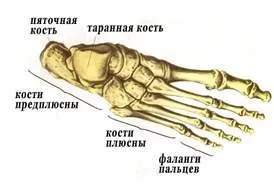 Будова людини м'язи ноги, будова скелета (м'язи) Будова людини м'язи ноги, будова скелета