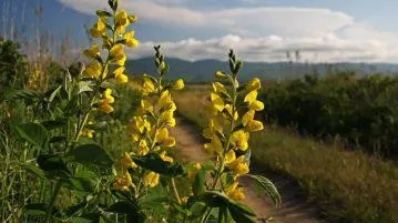 Термопсис таблетки від кашлю, інструкція із застосування, сироп, як пити для дітей і дорослих